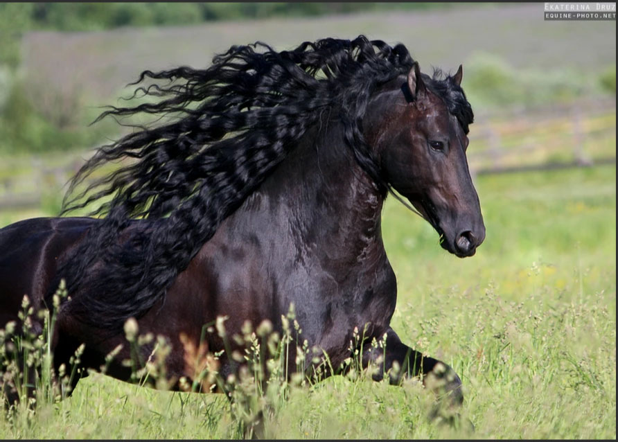 Ekaterina Druz - Equine Photography - PORTRAIT OF A FRIESIAN